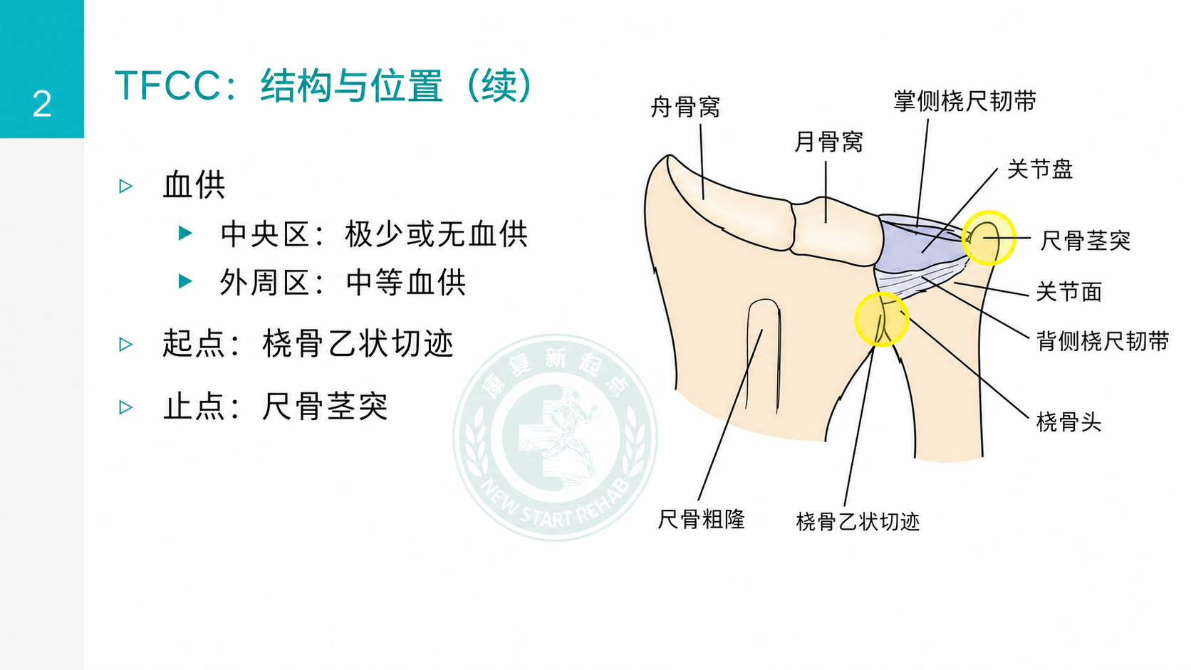 TFCC 结构与位置图