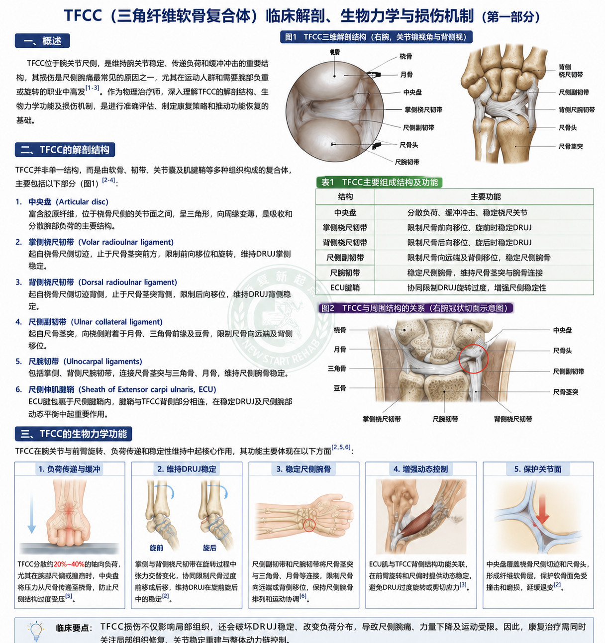 TFCC 临床解剖图