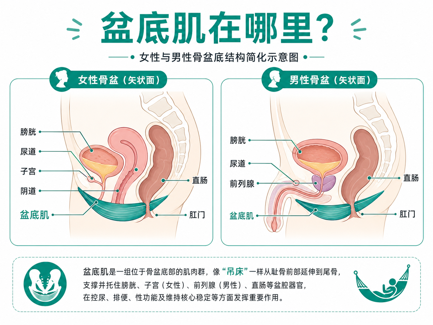 盆底肌在哪里：女性与男性骨盆底结构简化示意图